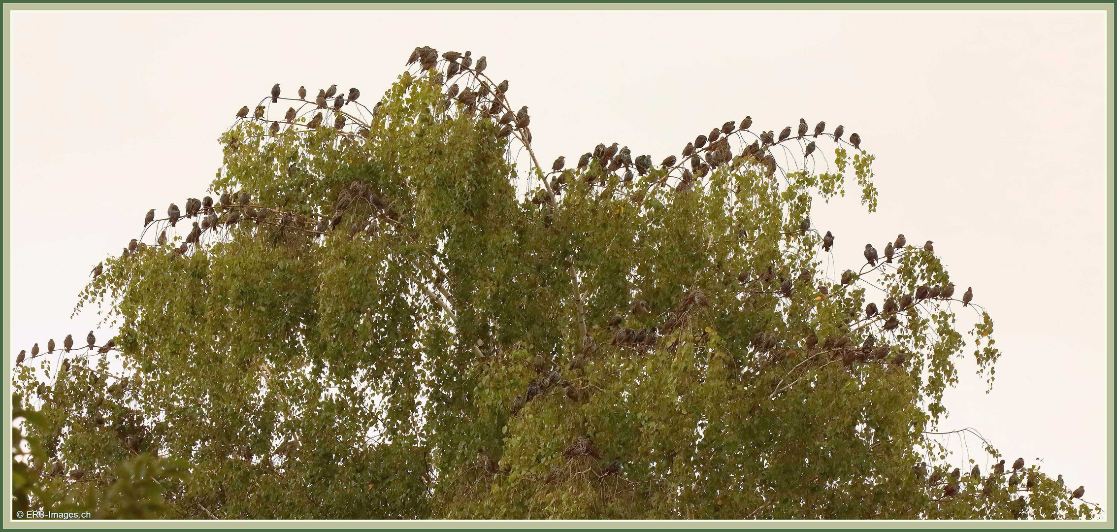 Stare (Sturnus vulgaris) _ Etourneaux sansonnets, starlings, Storni 2023-09-23 003 (10)-V ©