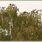 Stare (Sturnus vulgaris) _ Etourneaux sansonnets, starlings, Storni 2023-09-23 003 (10)-V ©