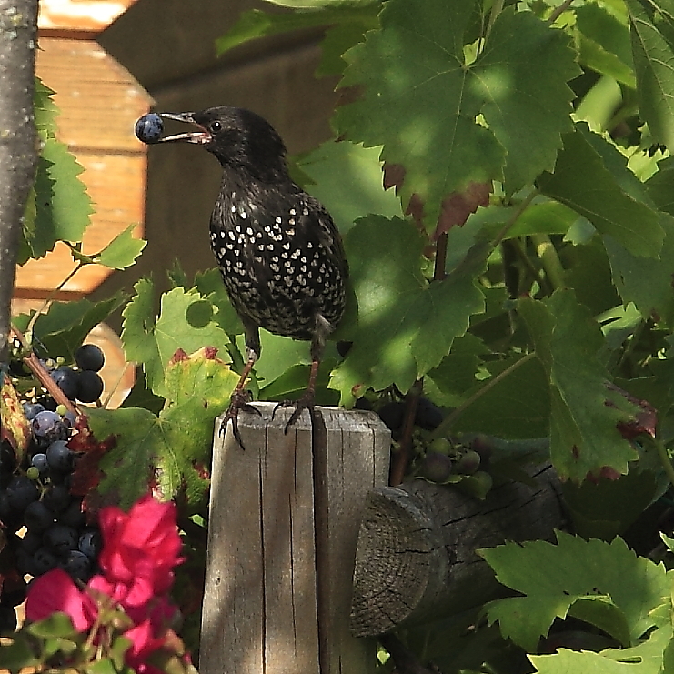 Stare (Sturnus vulgaris) im Prachtkleid 