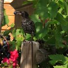 Stare (Sturnus vulgaris) im Prachtkleid 