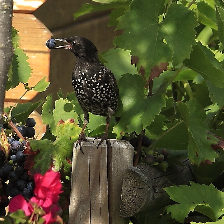 Stare (Sturnus vulgaris) im Prachtkleid 