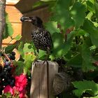 Stare (Sturnus vulgaris) im Prachtkleid 