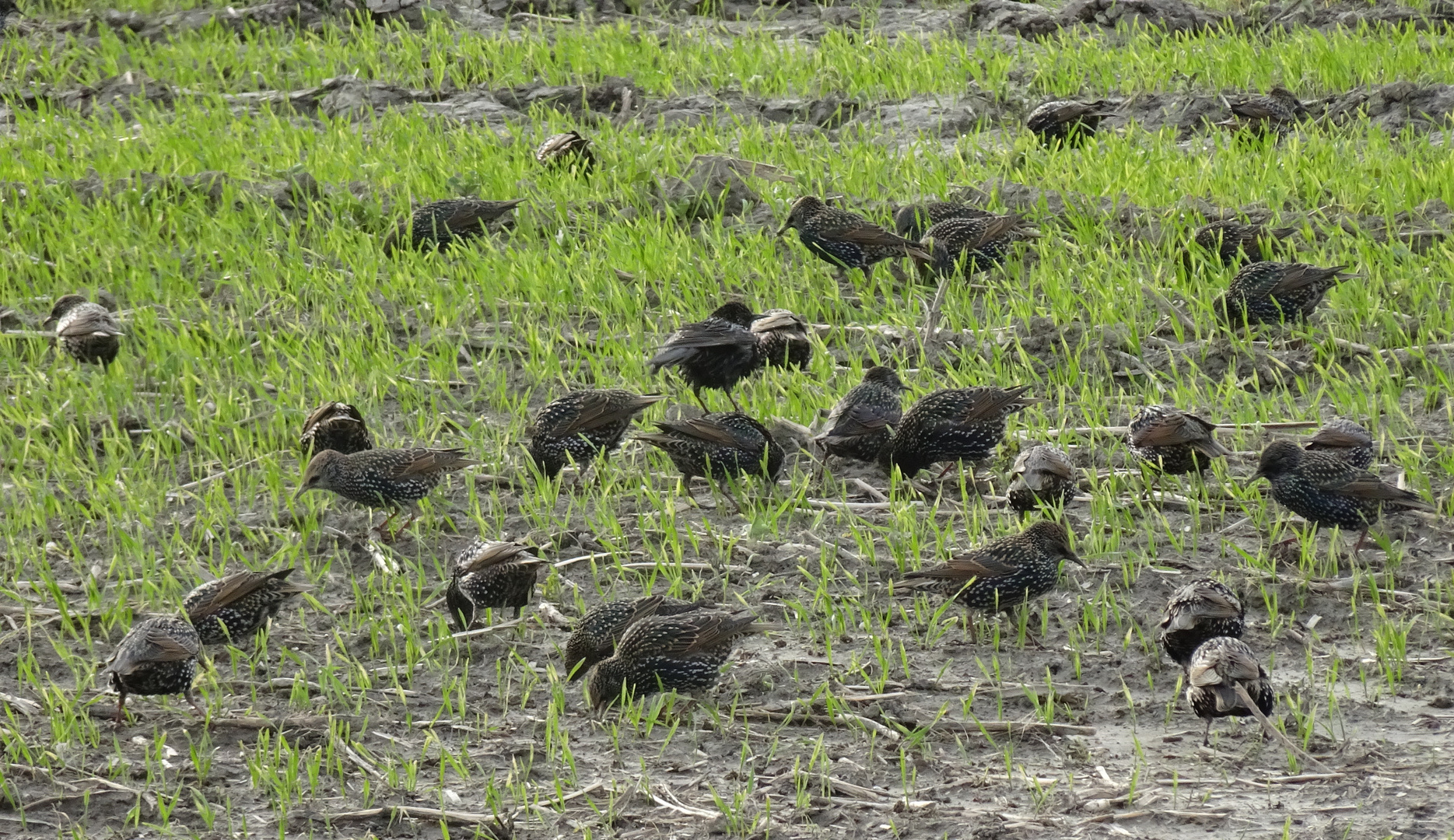 Stare (Sturnus vulgaris) im Prachtkleid