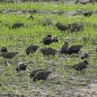 Stare (Sturnus vulgaris) im Prachtkleid