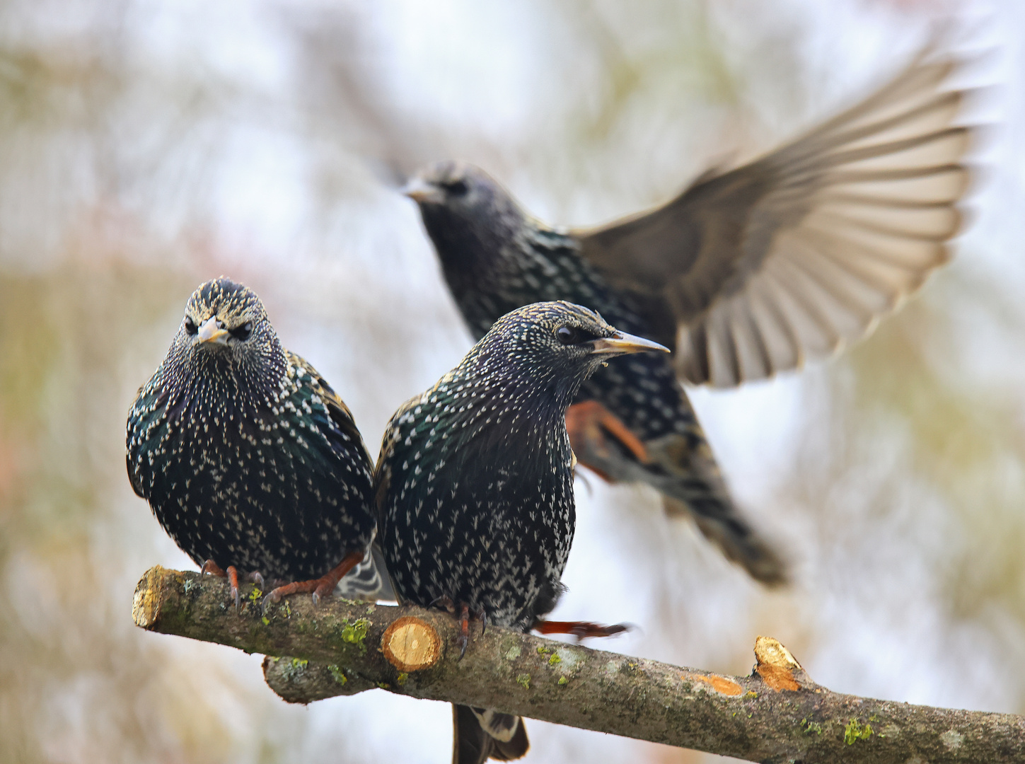 Stare  Sturnus vulgaris --- immer noch da