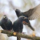 Stare  Sturnus vulgaris --- immer noch da