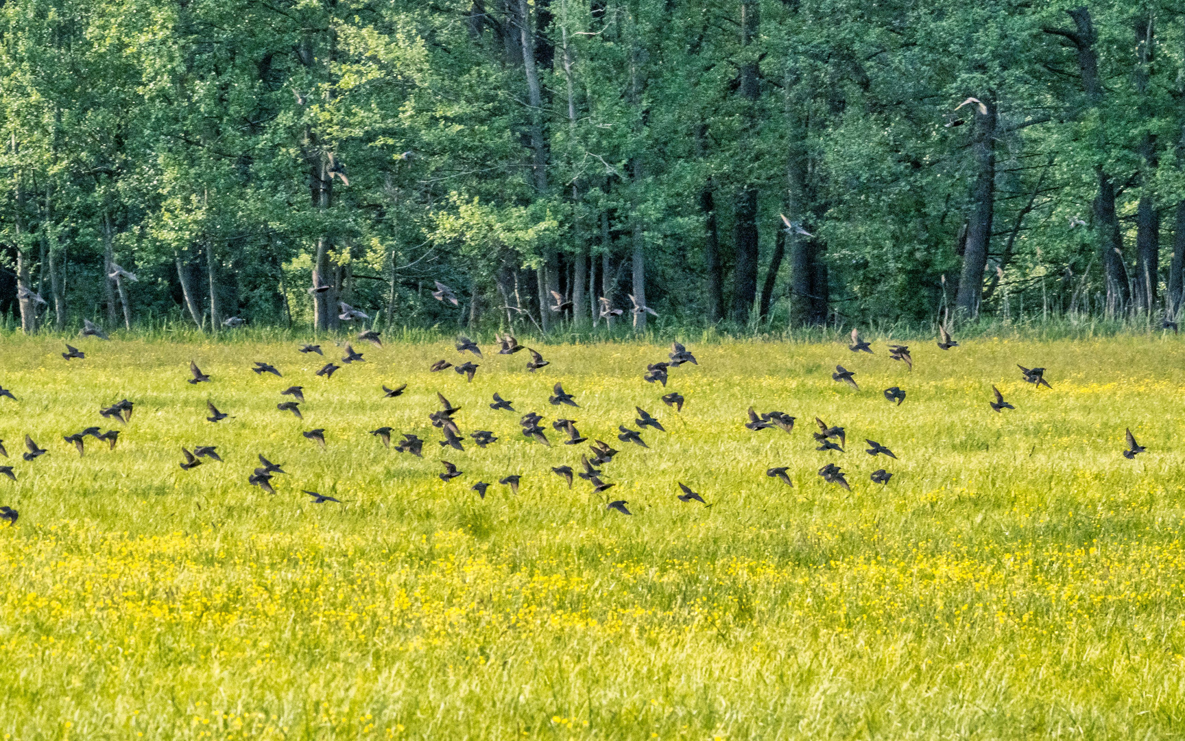 Stare über der frühlingsgrünen Wiese