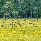 Stare über der frühlingsgrünen Wiese