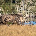 Stare und Wildpferde in der Geltinger Birk