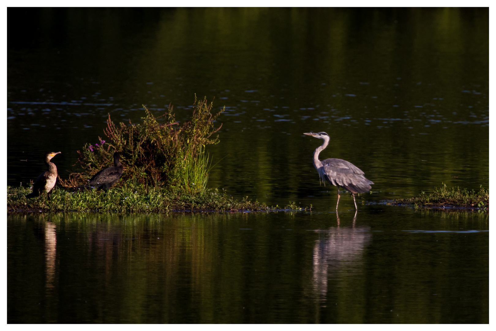 Staredown im Abendlicht....