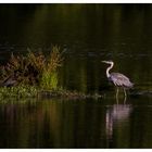 Staredown im Abendlicht....