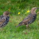 Staren - Duo auf Wiesengrund  .....