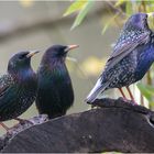 Staren - Trio auf der Baumscheibe  .....