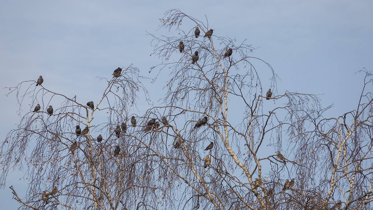 Staren-Trupp (Colonia sturnidae)