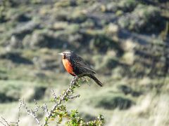 Starenähnlicher Vogel in Patagonien