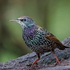 Starenauftritt (Sturnus vulgaris)