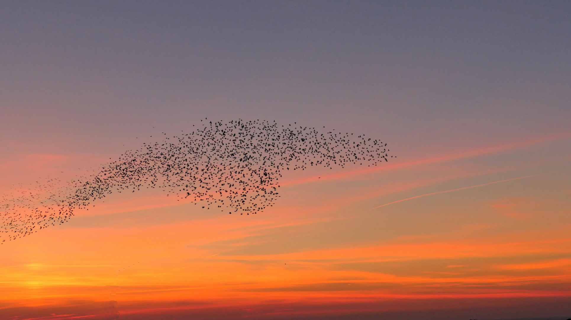 Starenformation am Abendhimmel