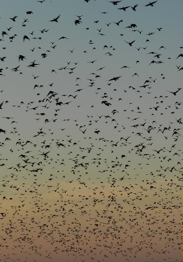 Starenschwarm am Abendhimmel