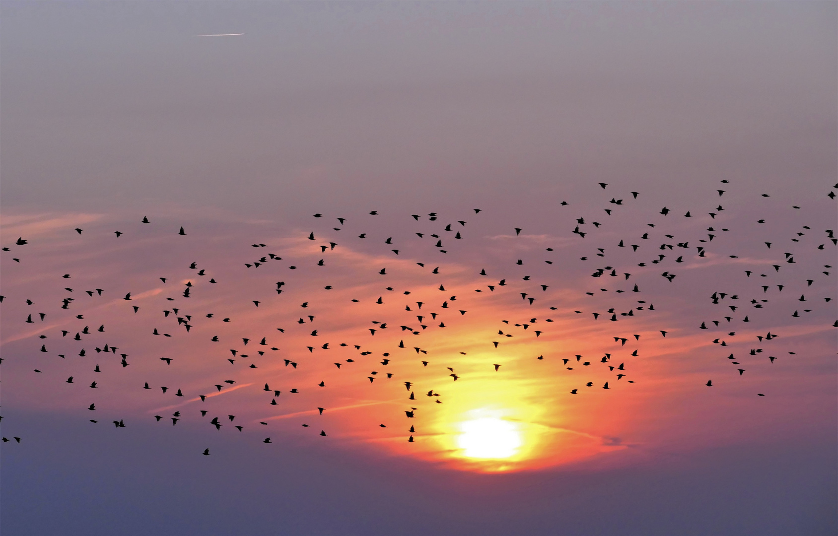 Starenschwarm am Abendhimmel