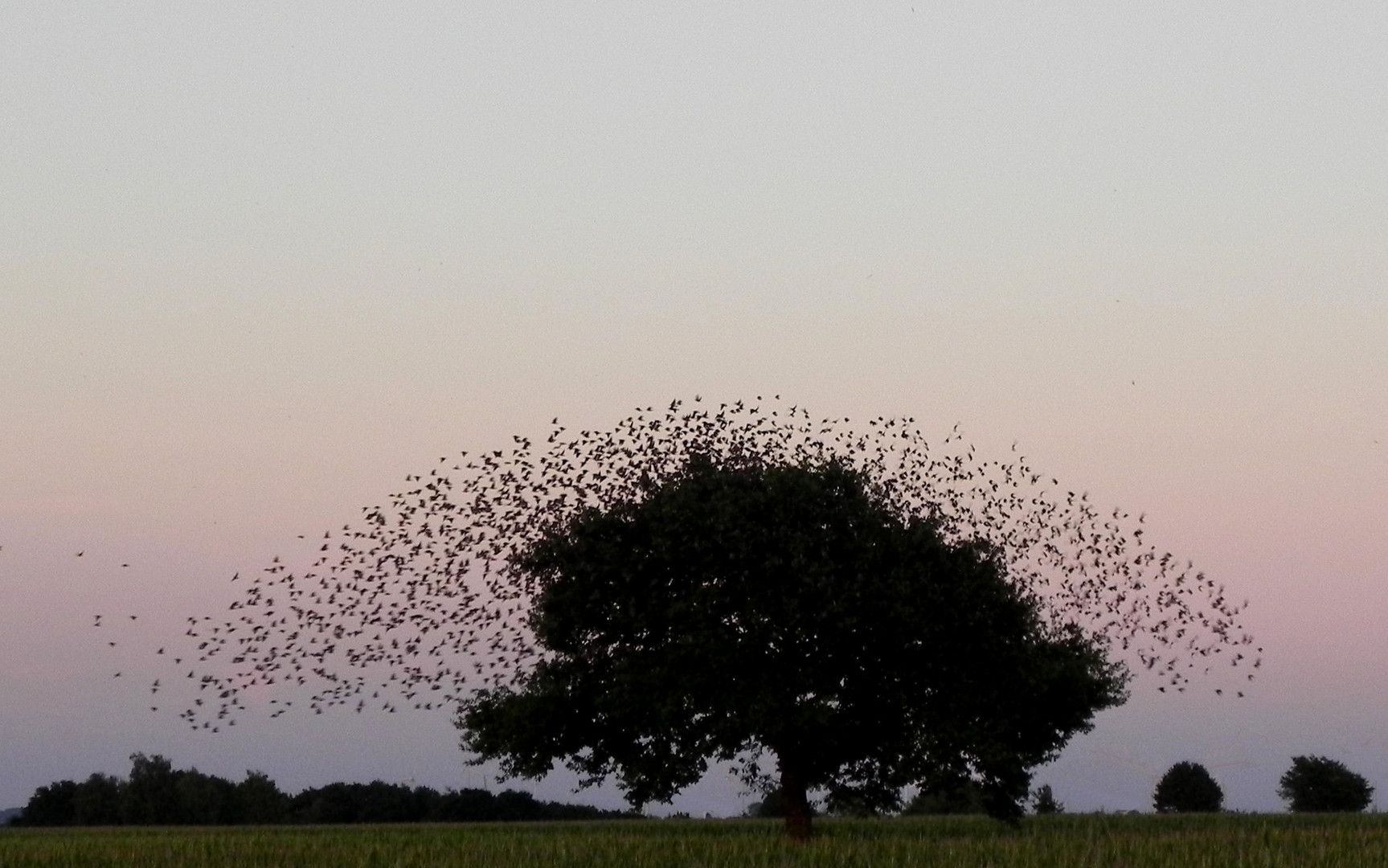 Starenschwarm am Abendhimmel,...