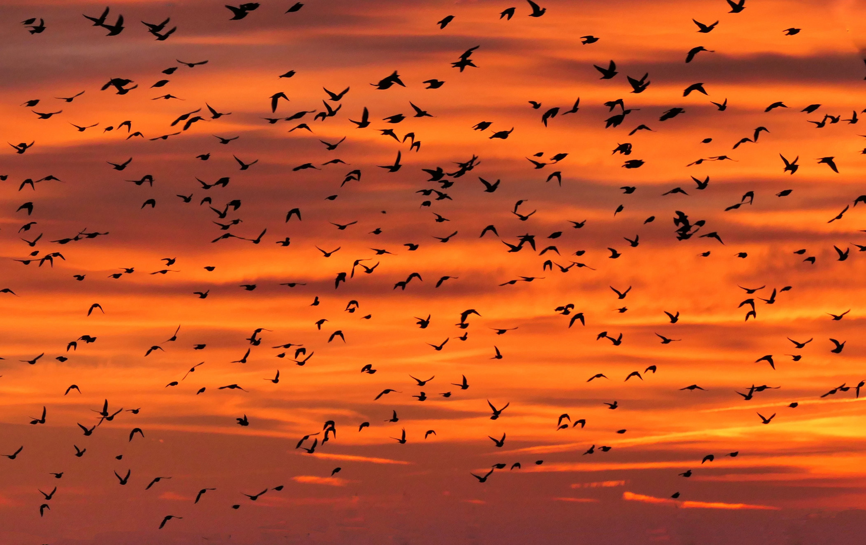 Starenschwarm am Abendhimmel