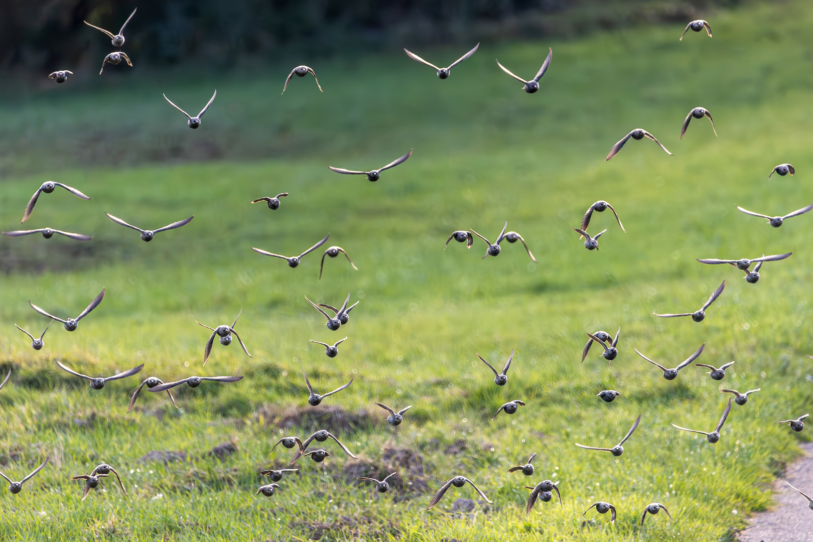 Starenschwarm im Anflug