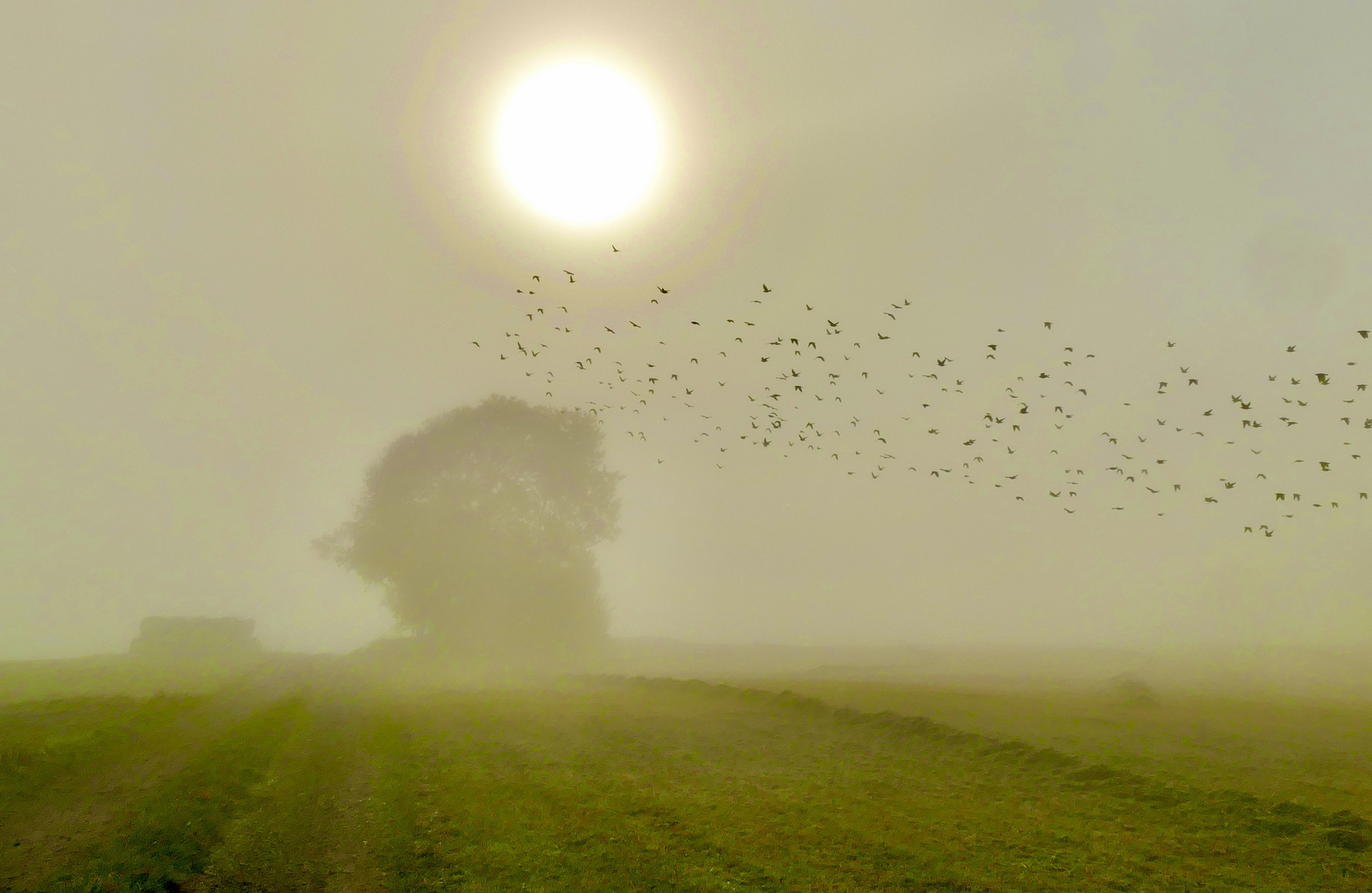 Starenschwarm im Morgennebel 