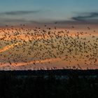 Starenschwarm im Schilfgürtel