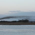 Starenschwarm in Dänemark