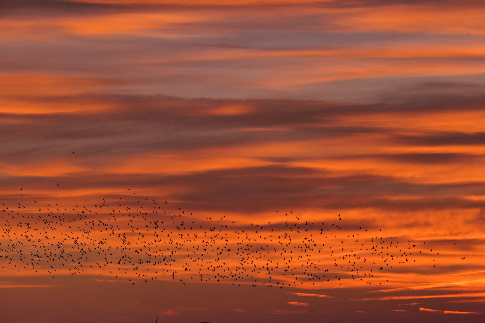 Starenschwarm in der Abenddämmerung