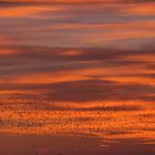 Starenschwarm in der Abenddämmerung