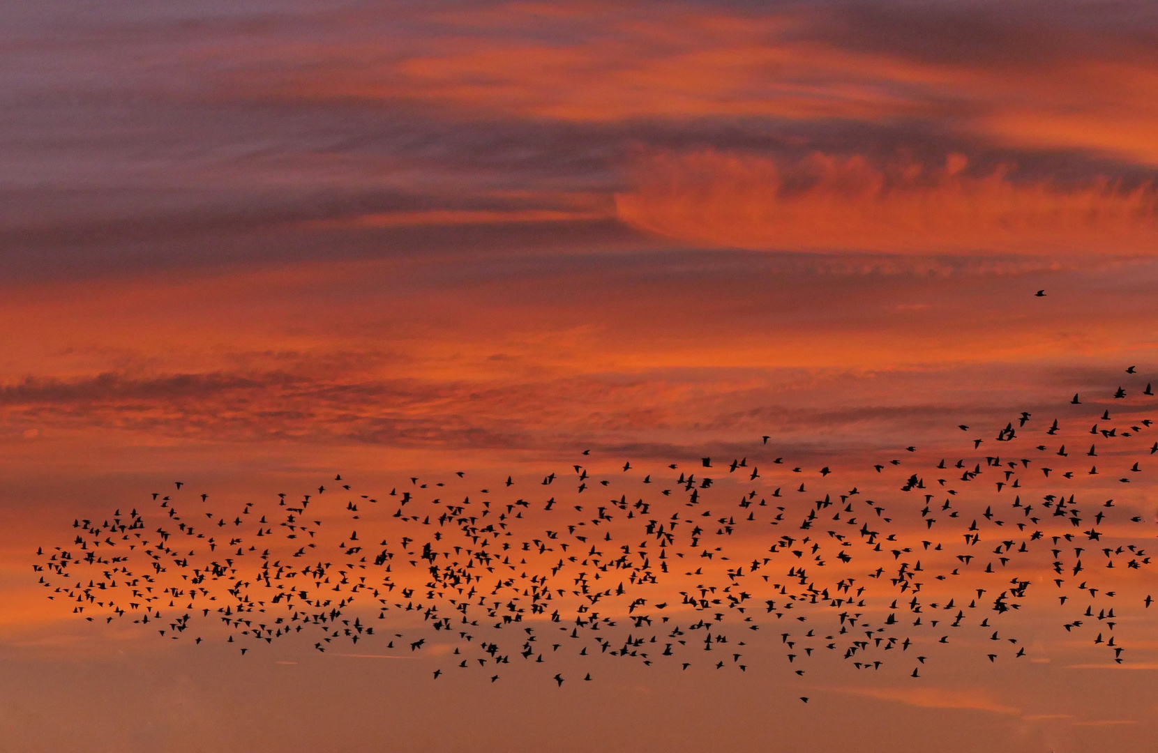 Starenschwarm in der Abenddämmerung