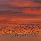 Starenschwarm in der Abenddämmerung