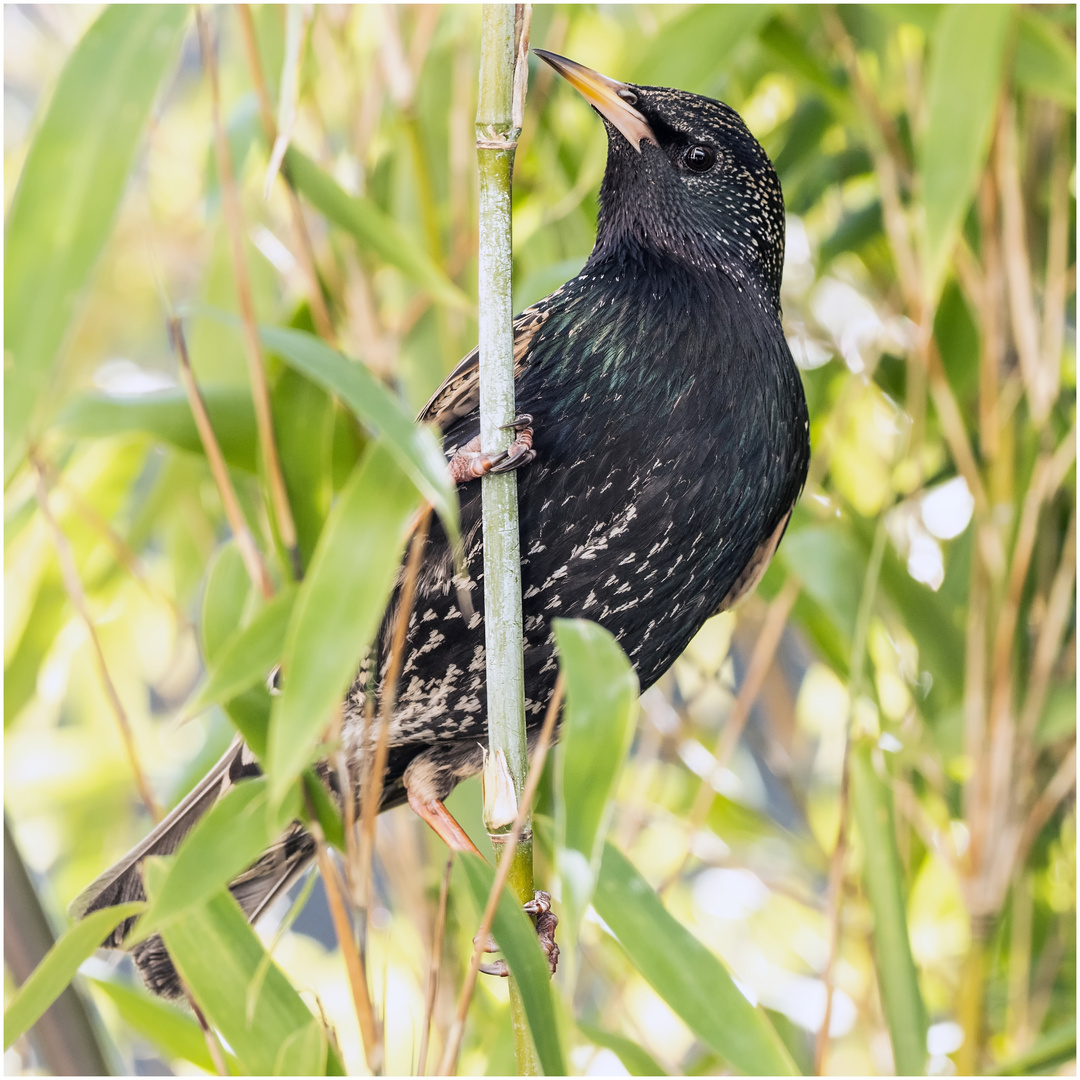 Starenvogel am Bambustrieb  .....