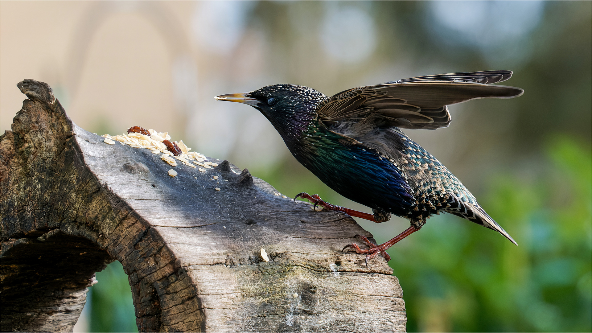 Starenvogel an der Baumscheibe  ......