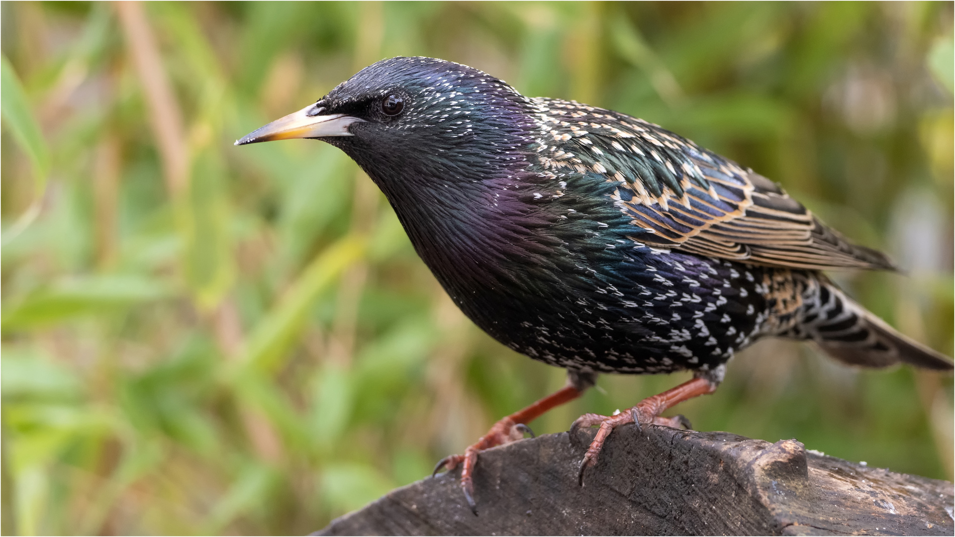 Starenvogel auf Baumscheibe .....