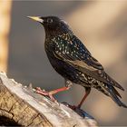 Starenvogel auf der Baumscheibe .....