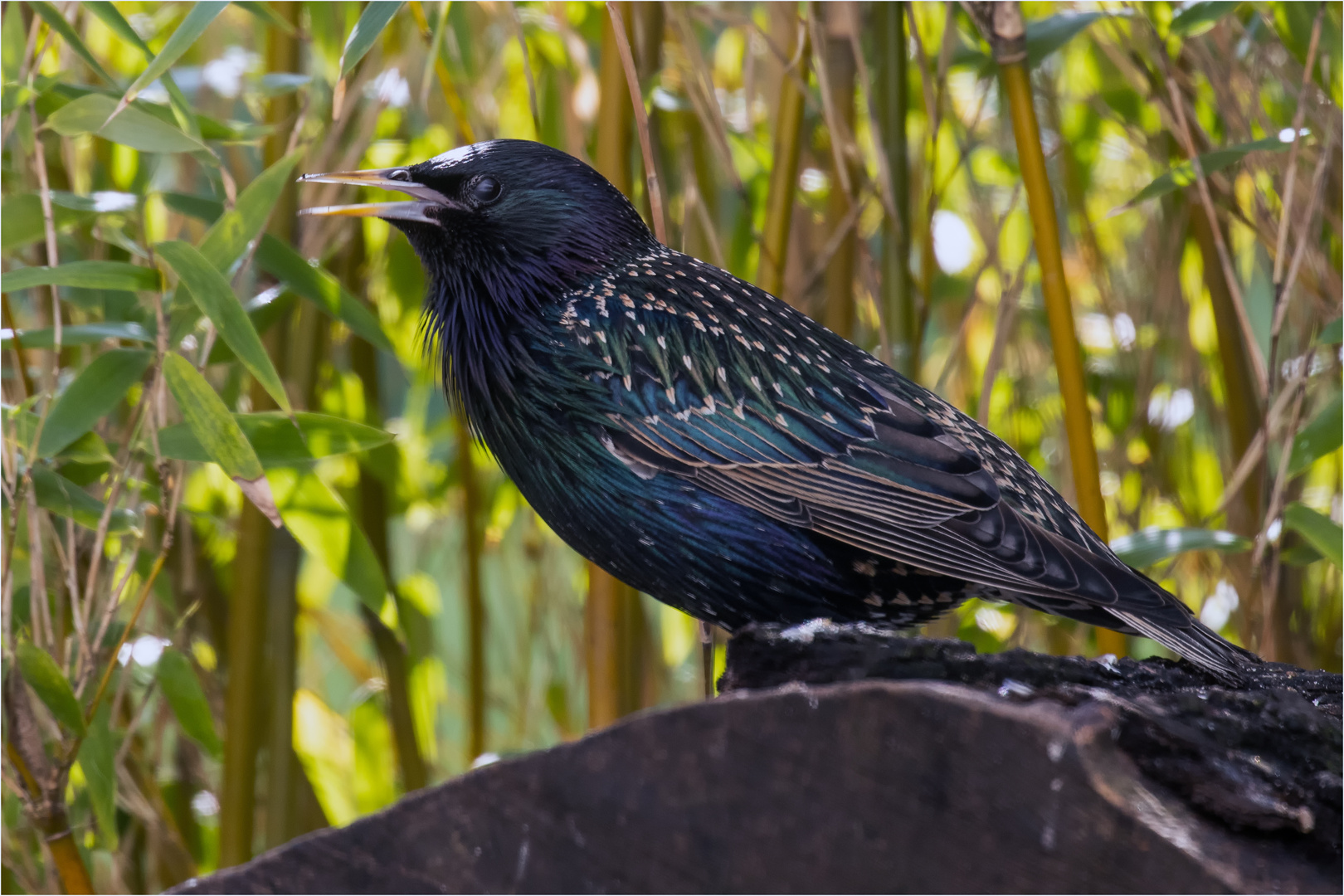 Starenvogel auf der Baumscheibe  .....