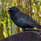 Starenvogel auf der Baumscheibe  .....