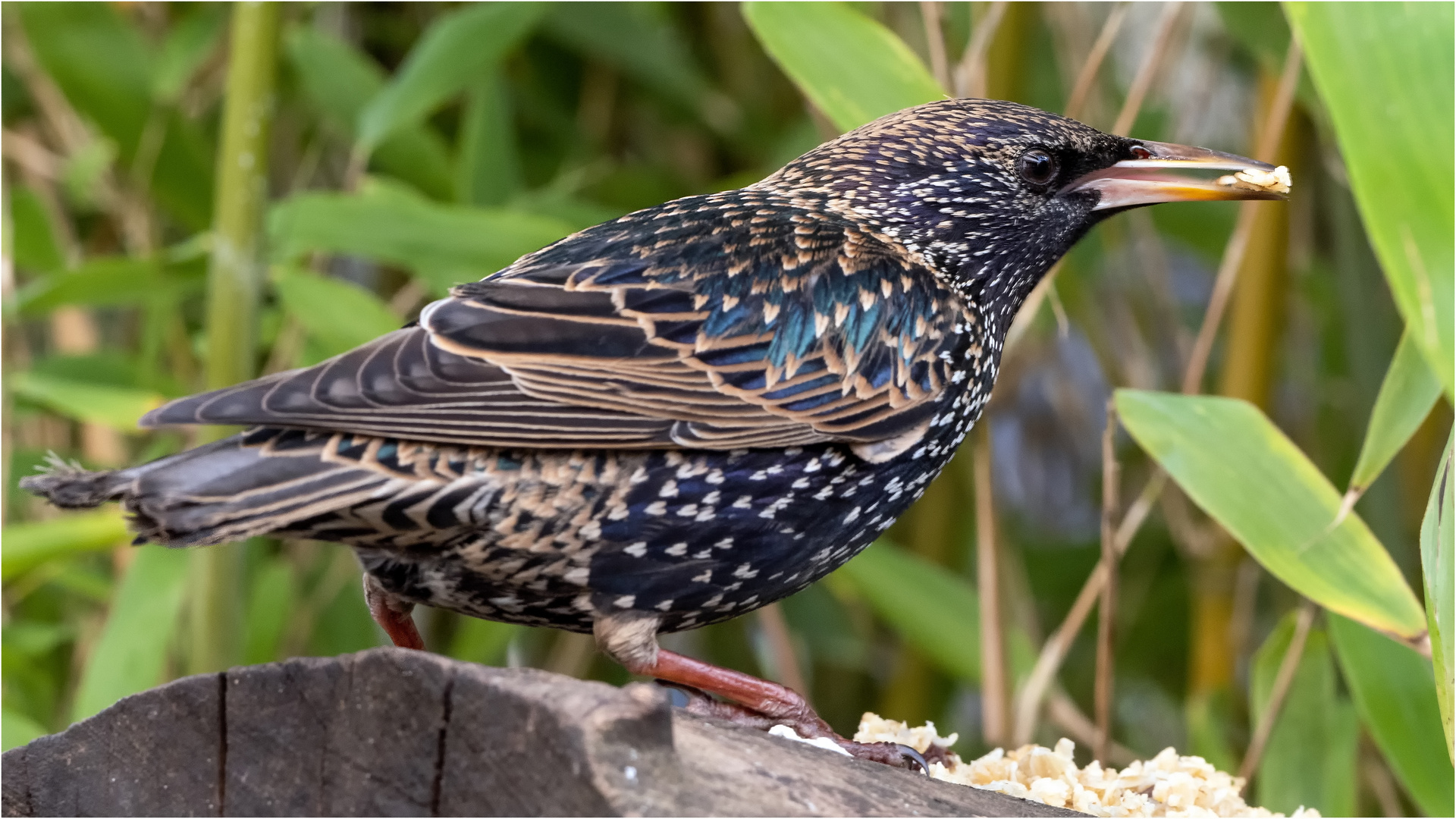 Starenvogel auf der Baumscheibe  .....