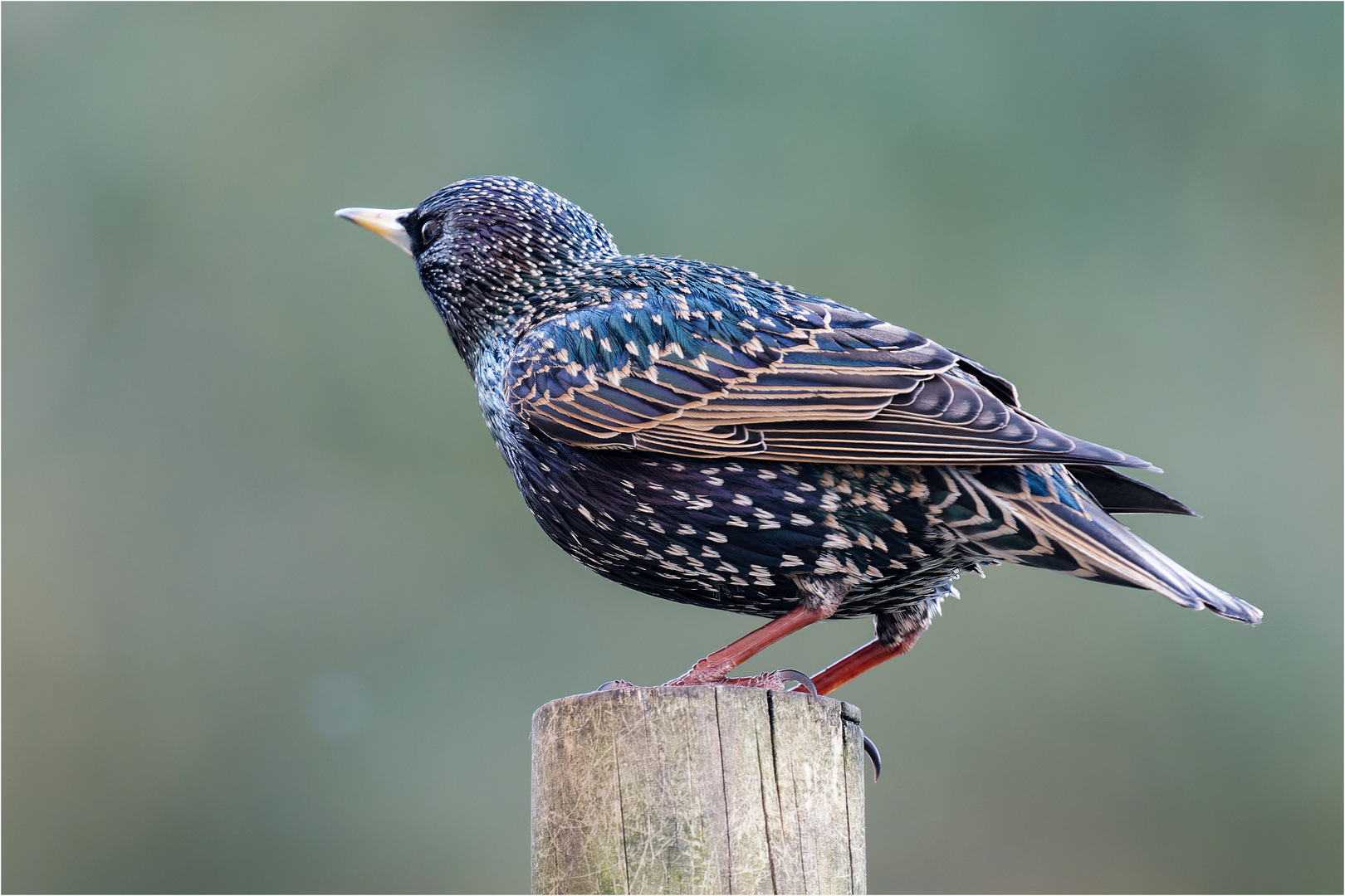 Starenvogel auf einem Holzpfosten  .....