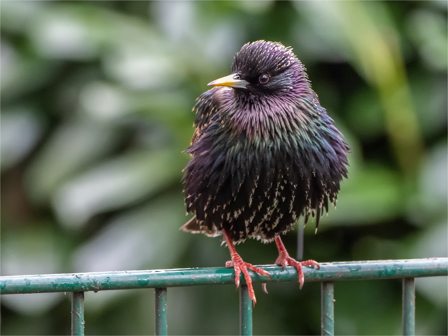 Starenvogel auf Stabmattenzaun  .....