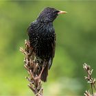 Starenvogel auf vertrockneter Königskerzen-Rispe  .....