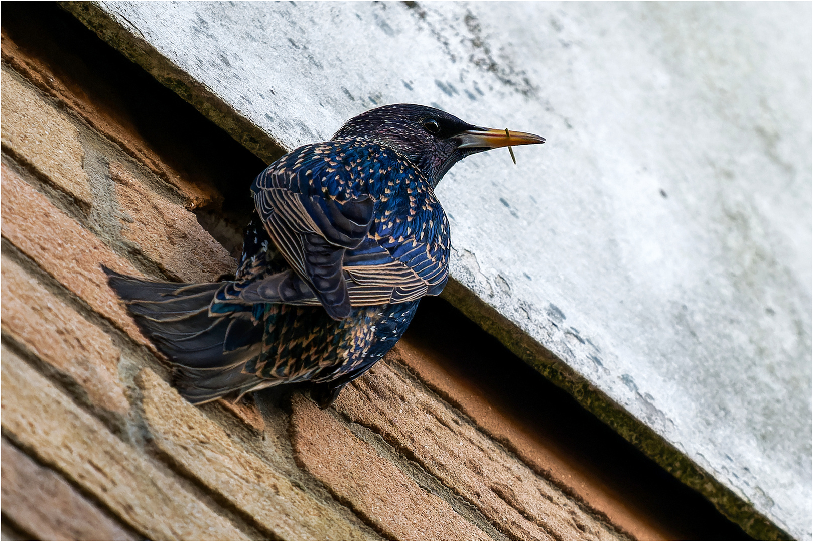 Starenvogel beim Ausbau eines alten Buntspechtloches  .....