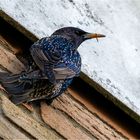 Starenvogel beim Ausbau eines alten Buntspechtloches  .....