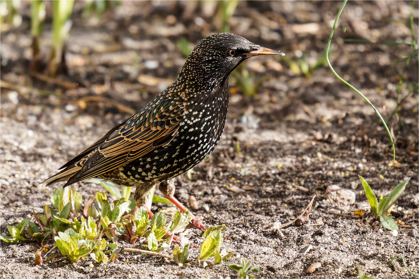 Starenvogel bodennah  .....