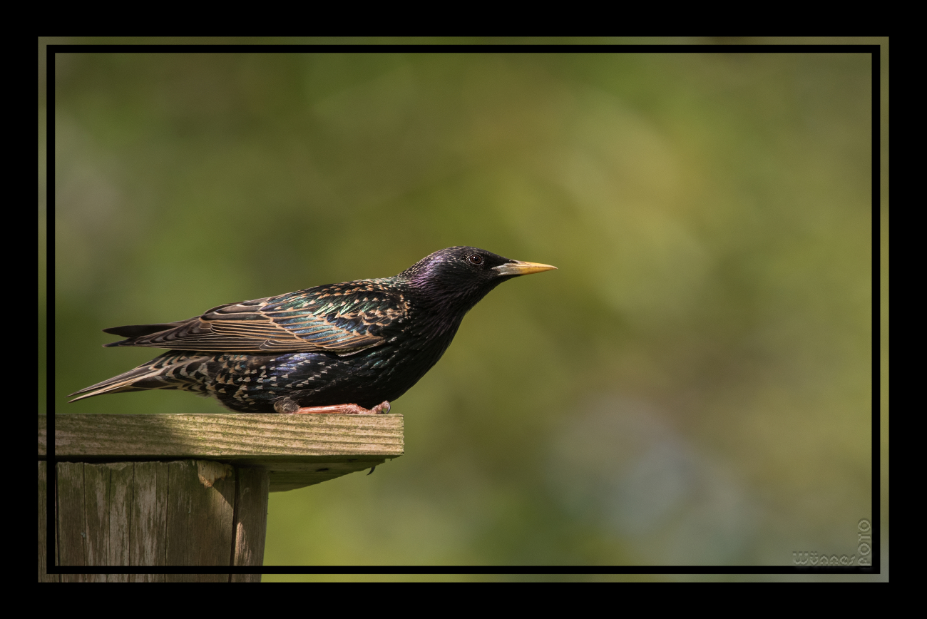 StarenVogel