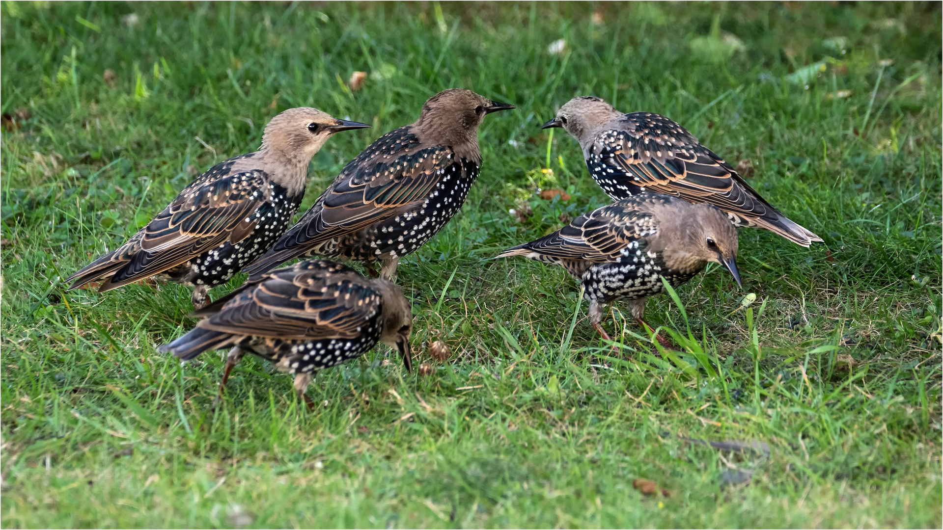 Starenvogel - Gewusel auf dem Rasen  .....