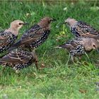 Starenvogel - Gewusel auf dem Rasen  .....