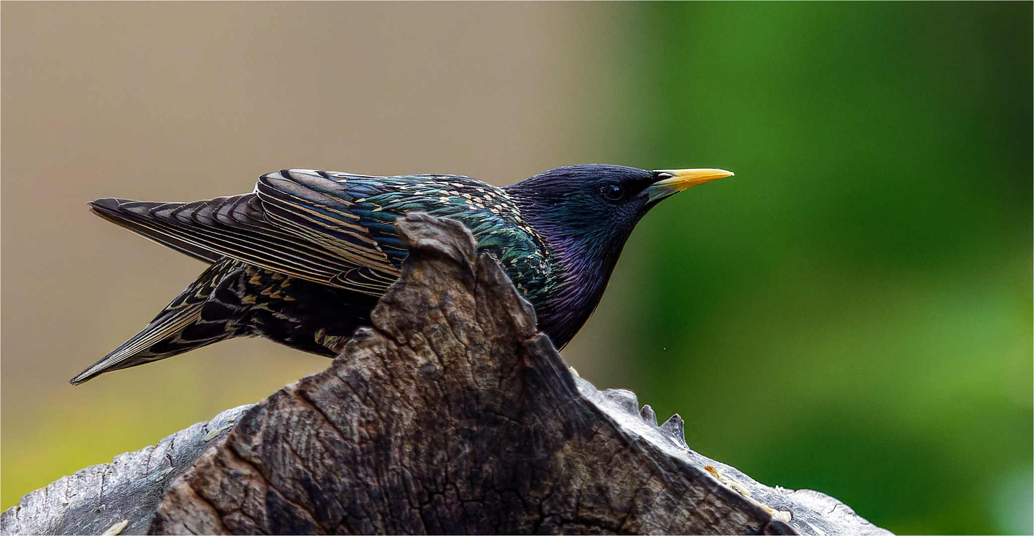 Starenvogel im Seitenprofil  .....